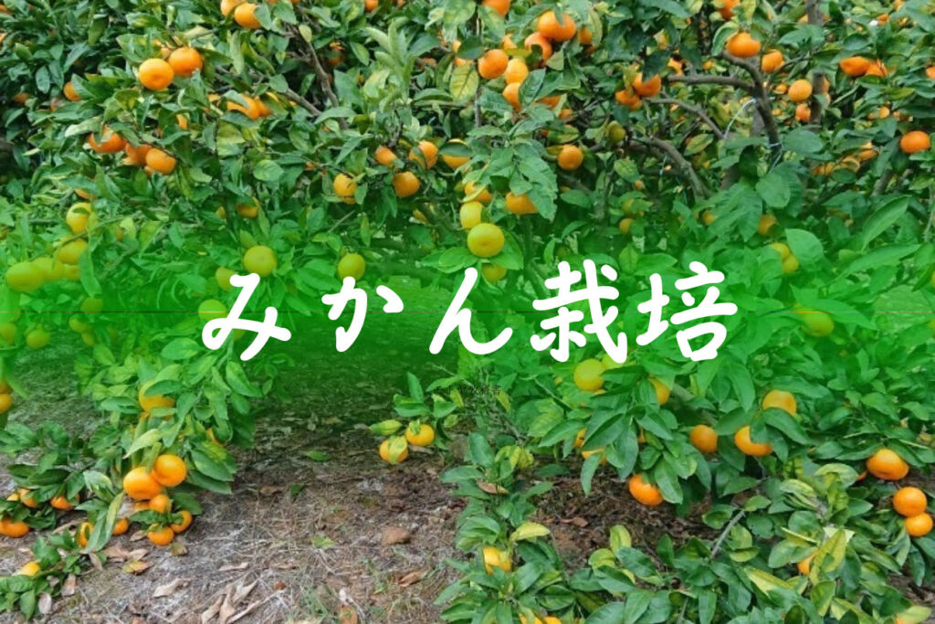奈須農園のみかん栽培